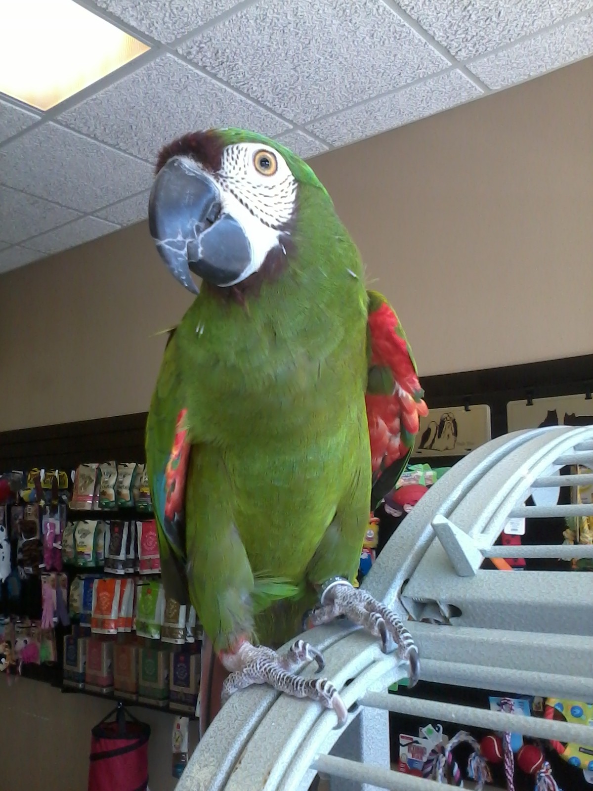 parrot rescue birds for sale in chicago area