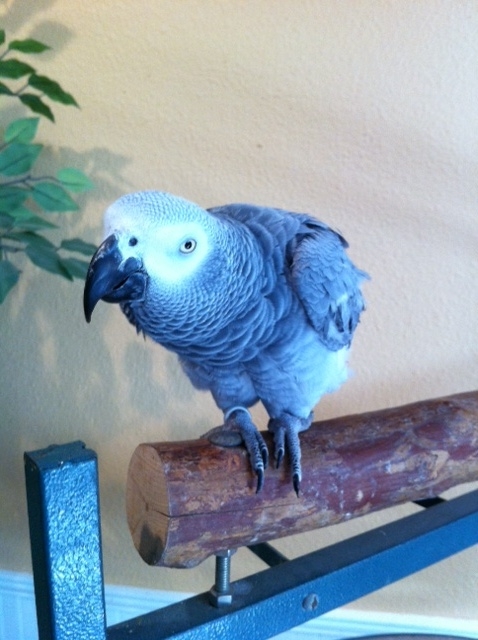 Lucky African Grey available for adoption Florida Parrot ...