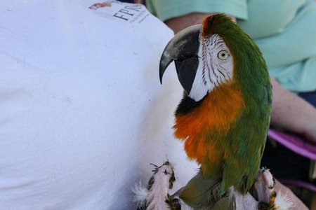 parrot rescue virginia beach
