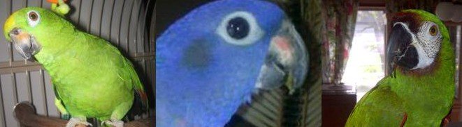parrot rescue columbus ohio