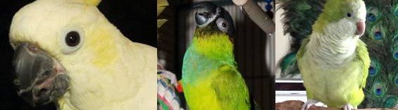 parrot rescue ohio